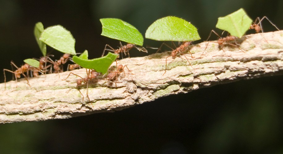 Leafcutter ants