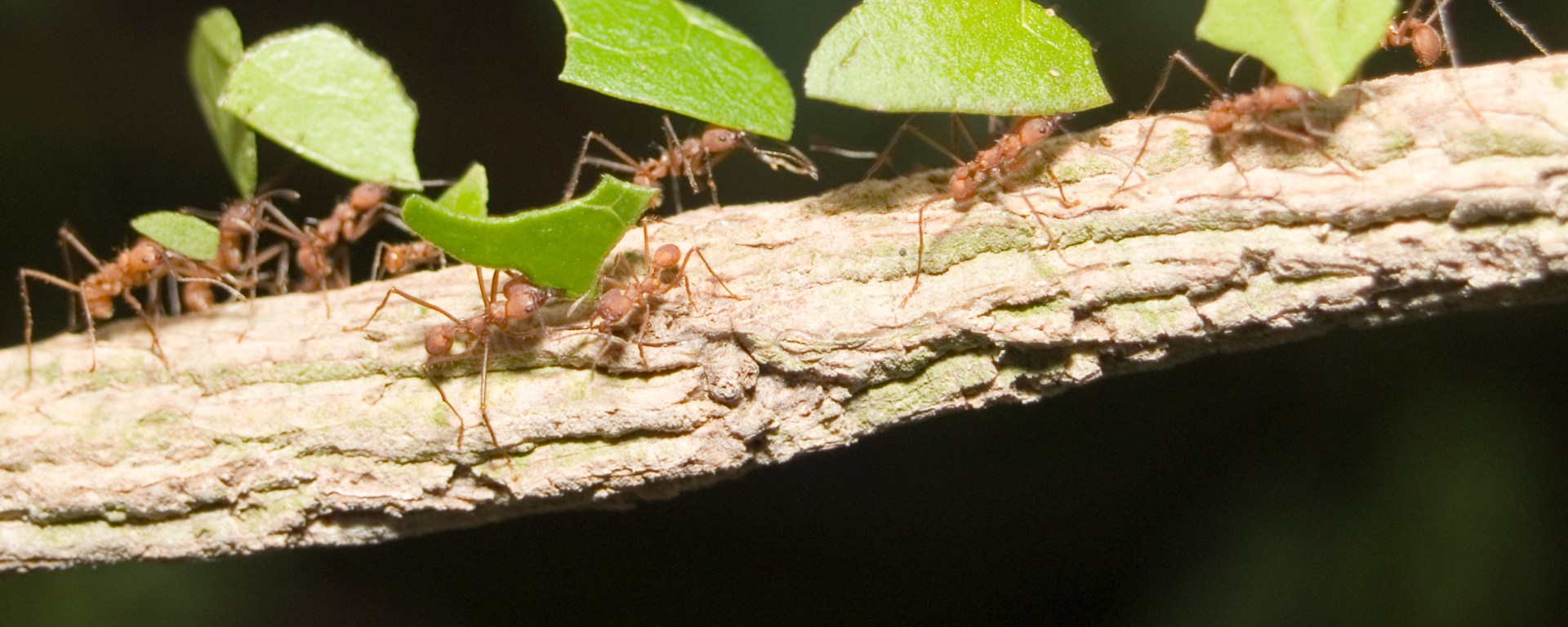 Leafcutter ants